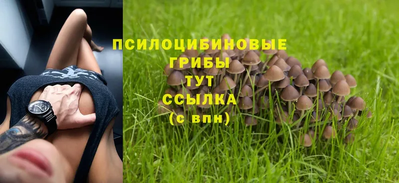 мега сайт  Нововоронеж  Псилоцибиновые грибы Magic Shrooms 